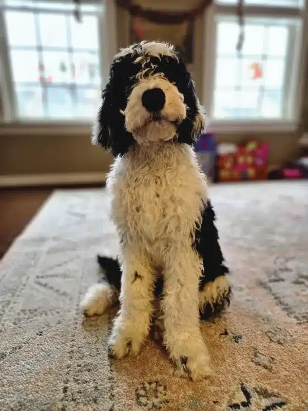 Sheepadoodle Loki