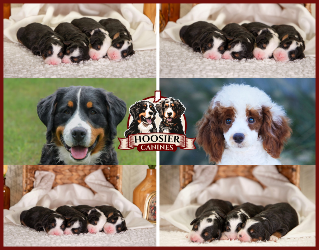 Welcoming Your Bernedoodle Home 3 Hoosier Canines Ann Pete Litter 1