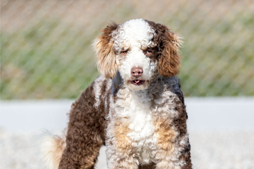 Available Bernedoodles Puppies 6 Multi-Gen-Bernedoodle-Dad-Named-Mr-Cocoa