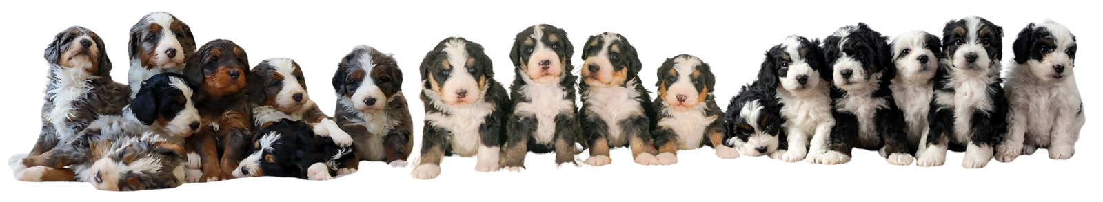 Puppy Header Scaled E1770882924141