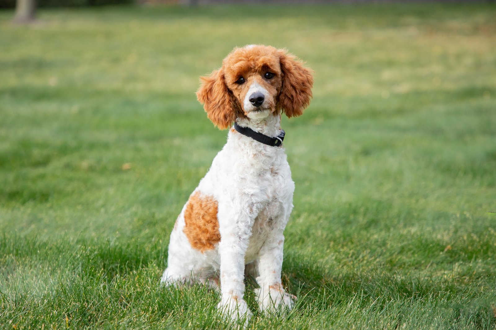 Male Mini Poodle Dad Name Sir Alexander