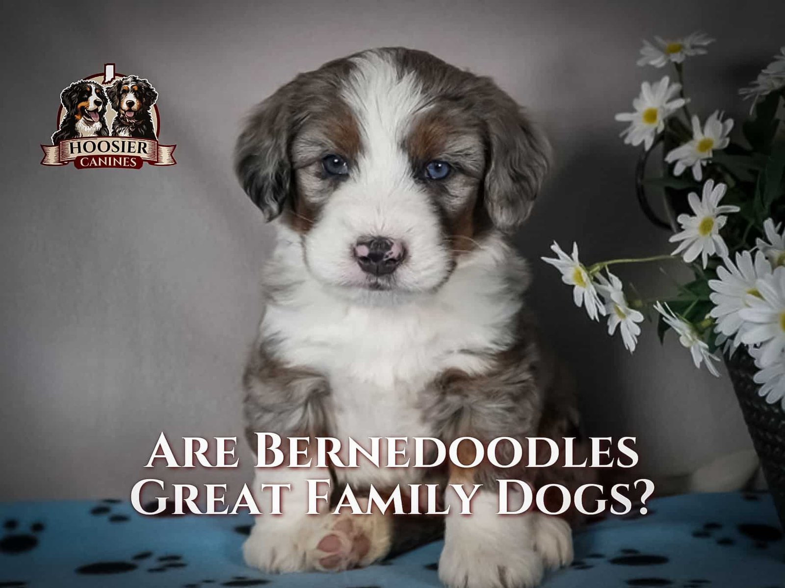 Are Bernedoodles Good Family Dogs, A Hoosier Canines Blog Post.