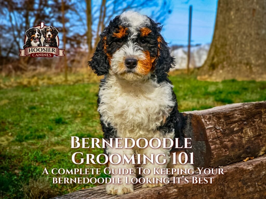 Bernedoodle Grooming 101. A Complete Guide To Keeping Your Bernedoodle Looking Its Best.