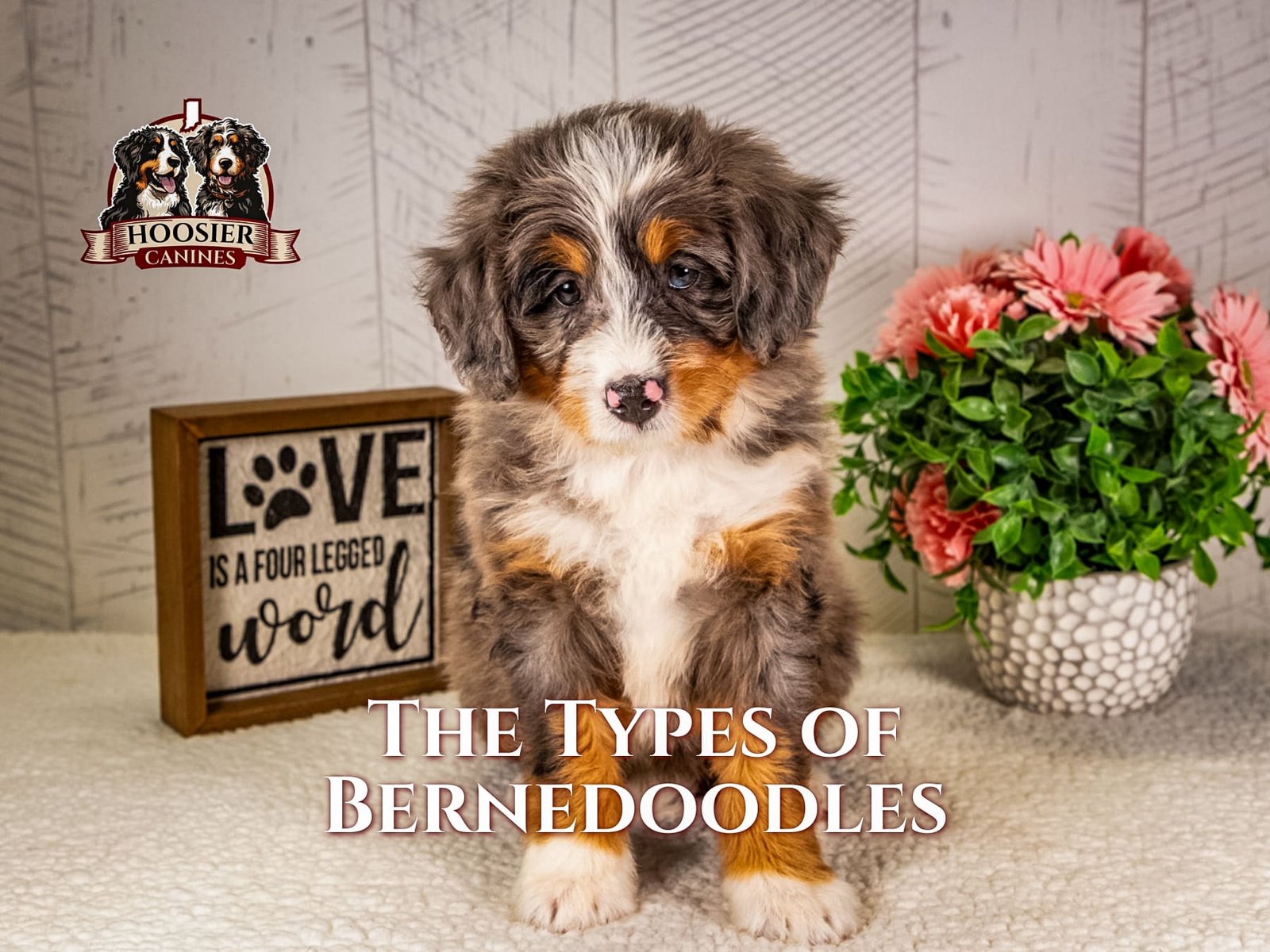 Bernedoodles in a kaleidoscope of coat colors standing together, each showcasing the breed's vibrant personality and unique look.
