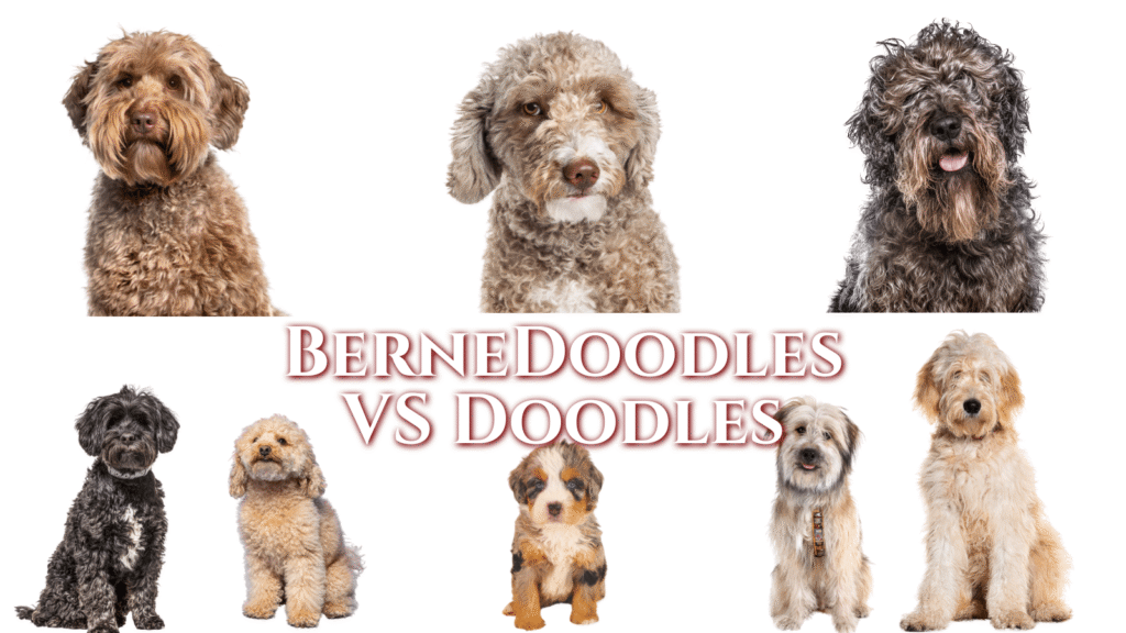 Bernedoodle Sitting Beside A Goldendoodle, Labradoodle, Sheepadoodle, Saint Berdoodle, And Cavapoo – Doodle Breeds Compared For Size, Coat, And Personality.