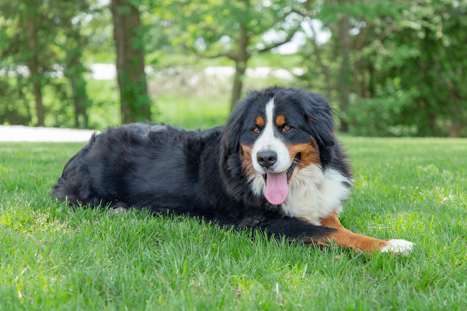 Meet Violet, A Bernese Mountain Dog Dam With Imported Russian Champion Lines. Calm, Even Temperament And Classic Structure.