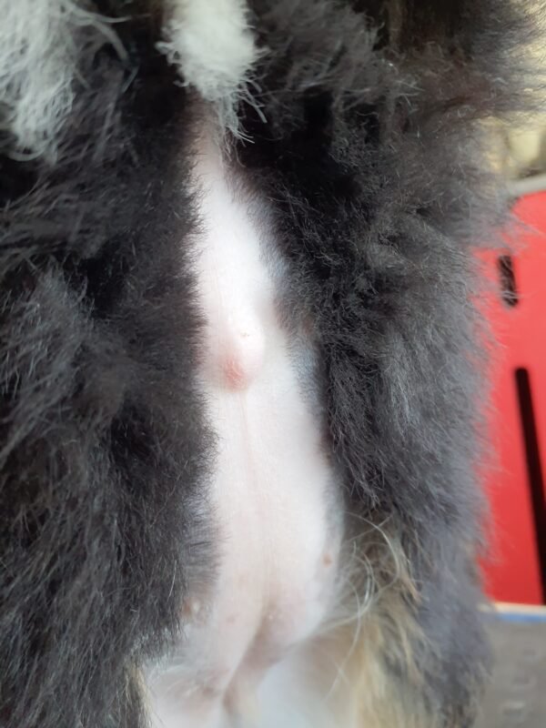 Sally Bernedoodle Umbilical Cord Hernia6 102700 600X800 1