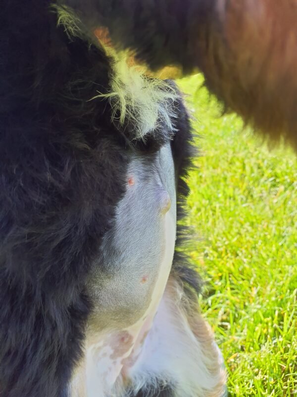 Samantha Bernedoodle Umbilical Cord Hernia 103412 600X800 1