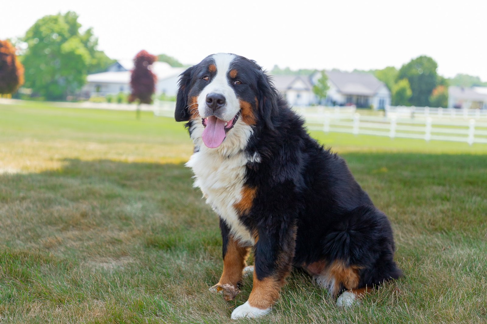 Marcy-Female-Bernese-Mountain-Dog