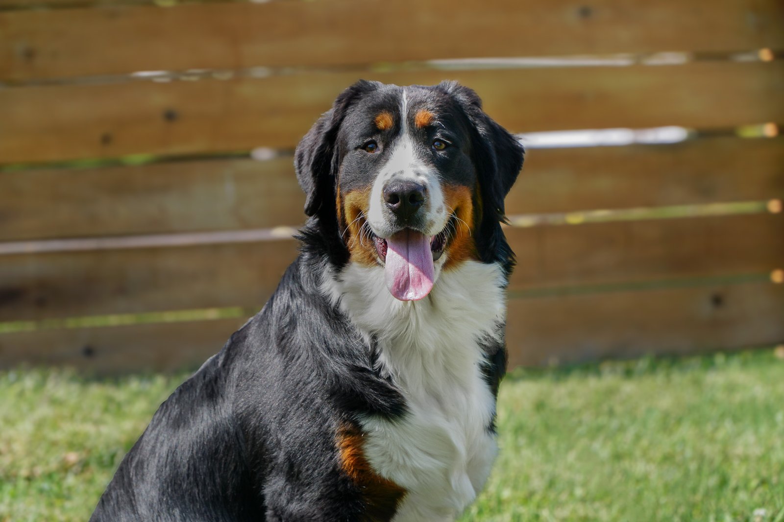 Sasha Bernese Mountain Dog Profile