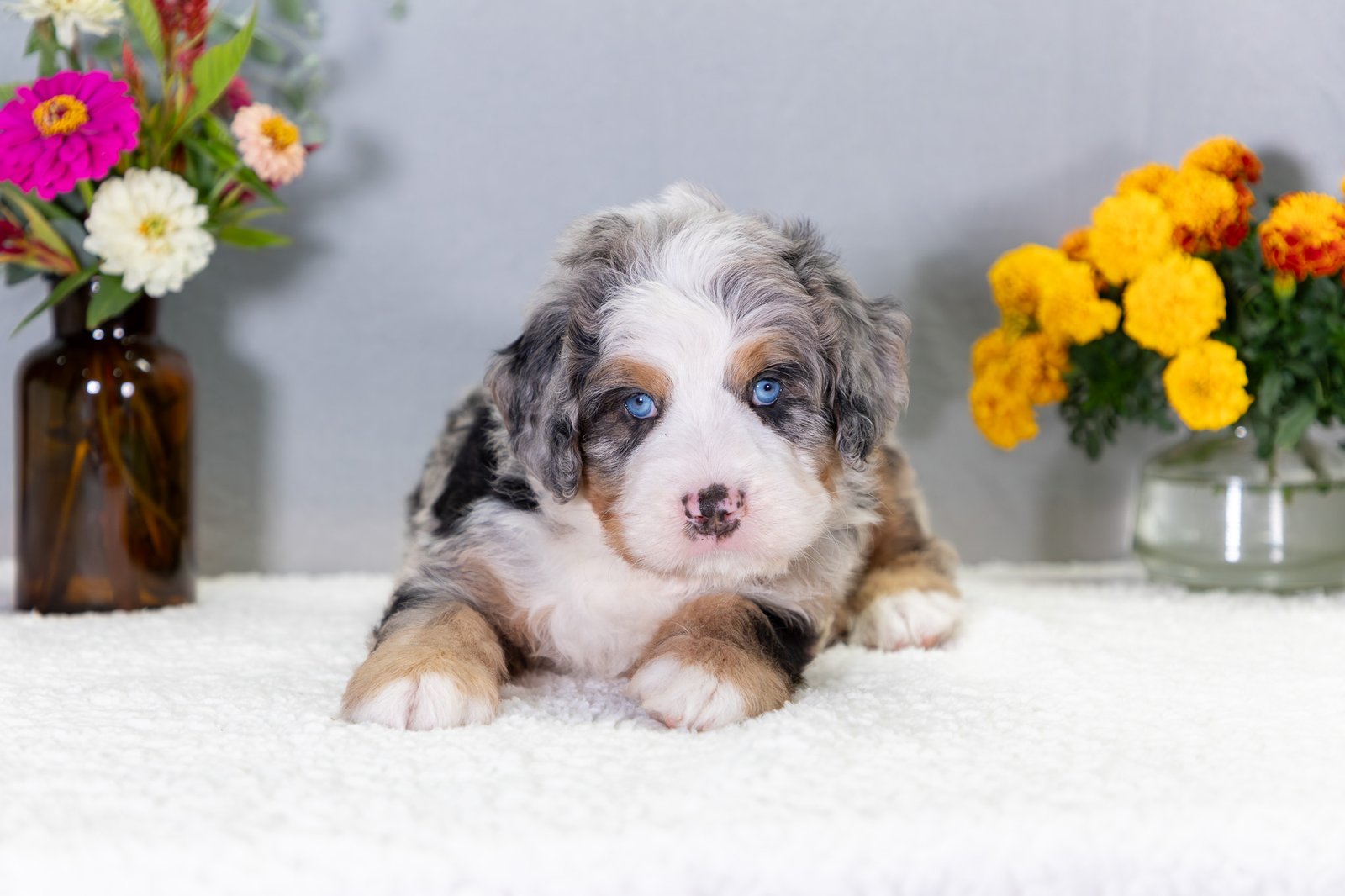 Ultra Bernedoodle Puppy Volt 1