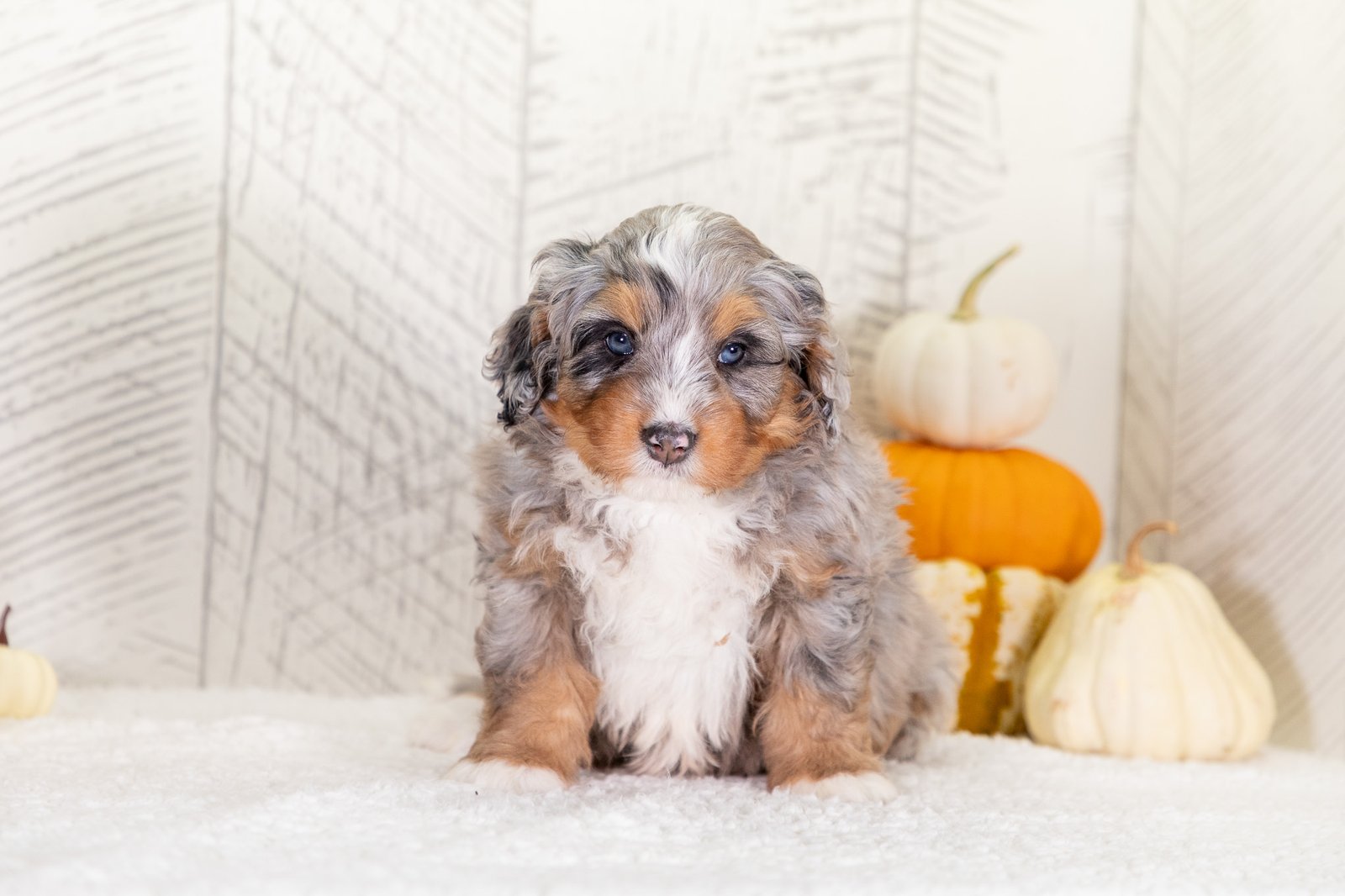 F1 Mini Bernedoodle Puppy Winston 4