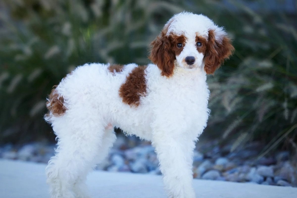 Available Bernedoodles Puppies 4 Crimson 2