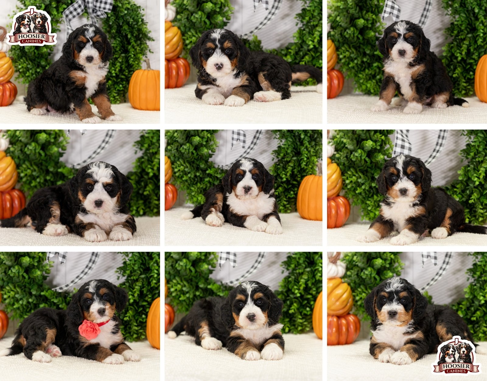 Marcy Sir Alexanders Litter