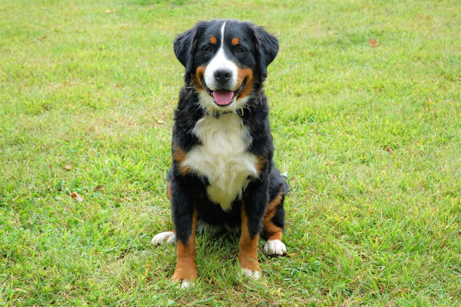 Ann Is A Female Bernese Mountain Dog, Smiling In The Hoosier Canines Yard.
