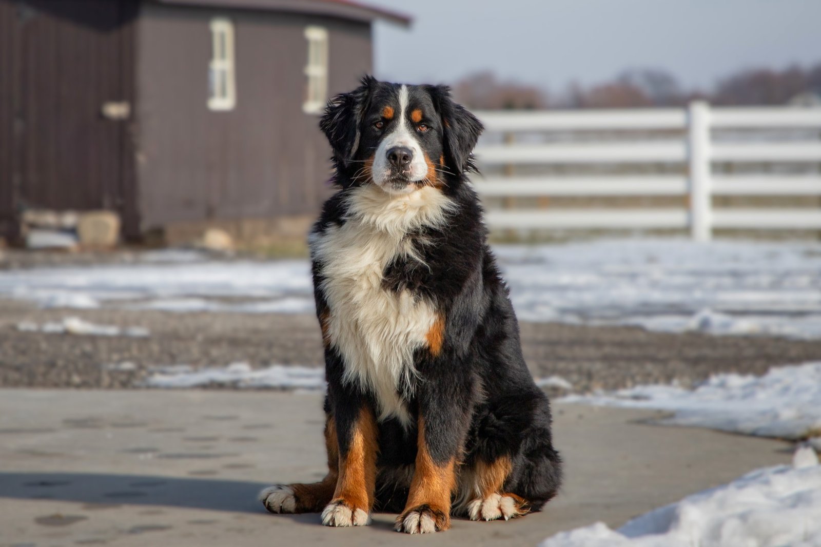 Joy Bernese Mountain Dog Profile