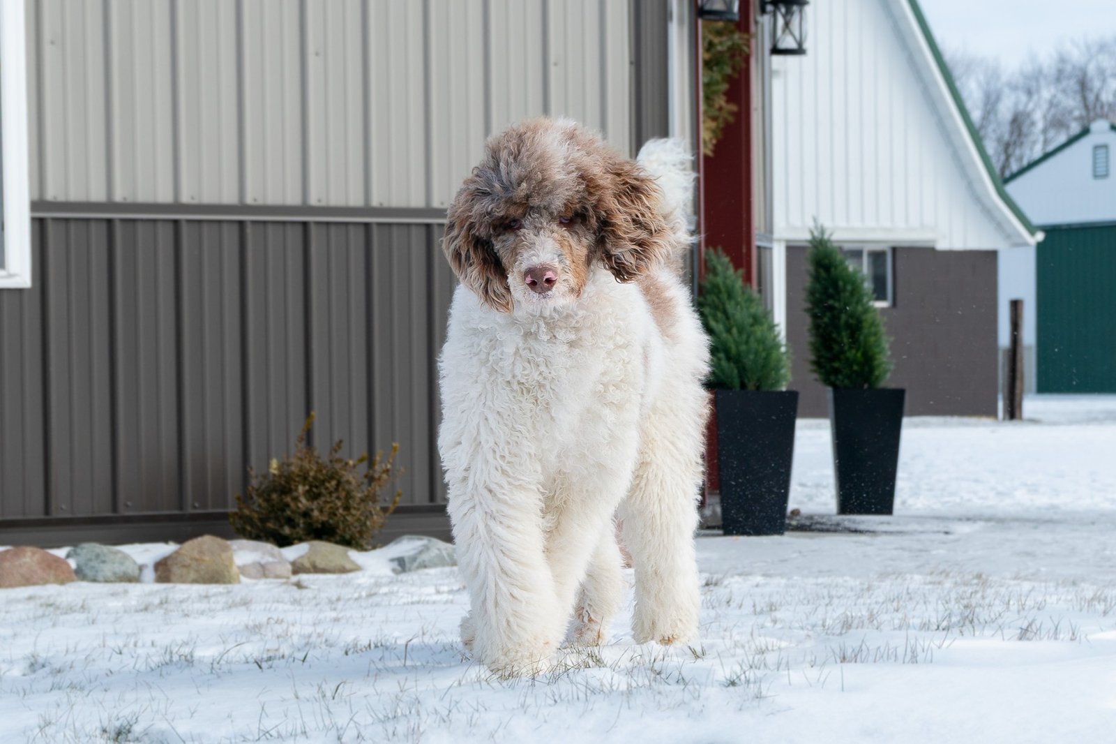 Available Bernedoodles Puppies 5 Knox Profile