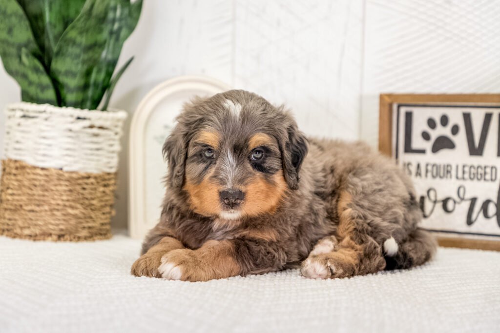 Multi Gen Bernedoodle Puppy Toby2 2