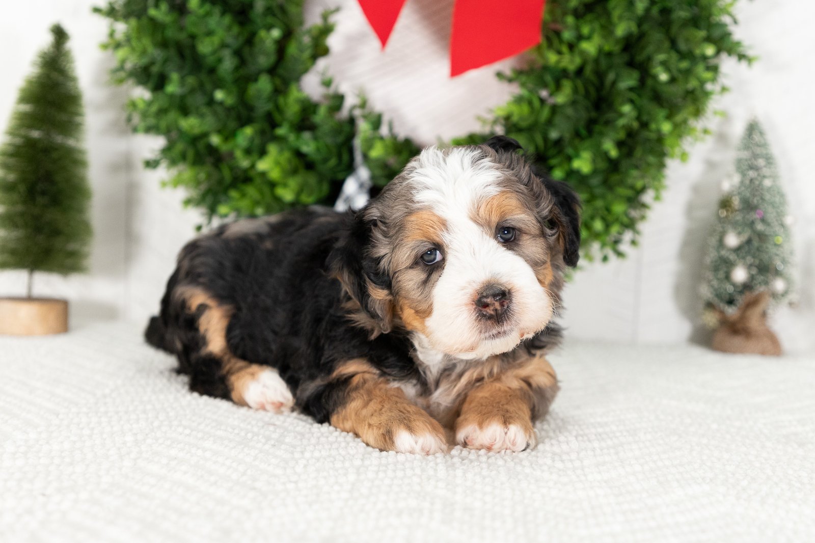Multi Gen Mini Bernedoodle Puppy Ellie 4