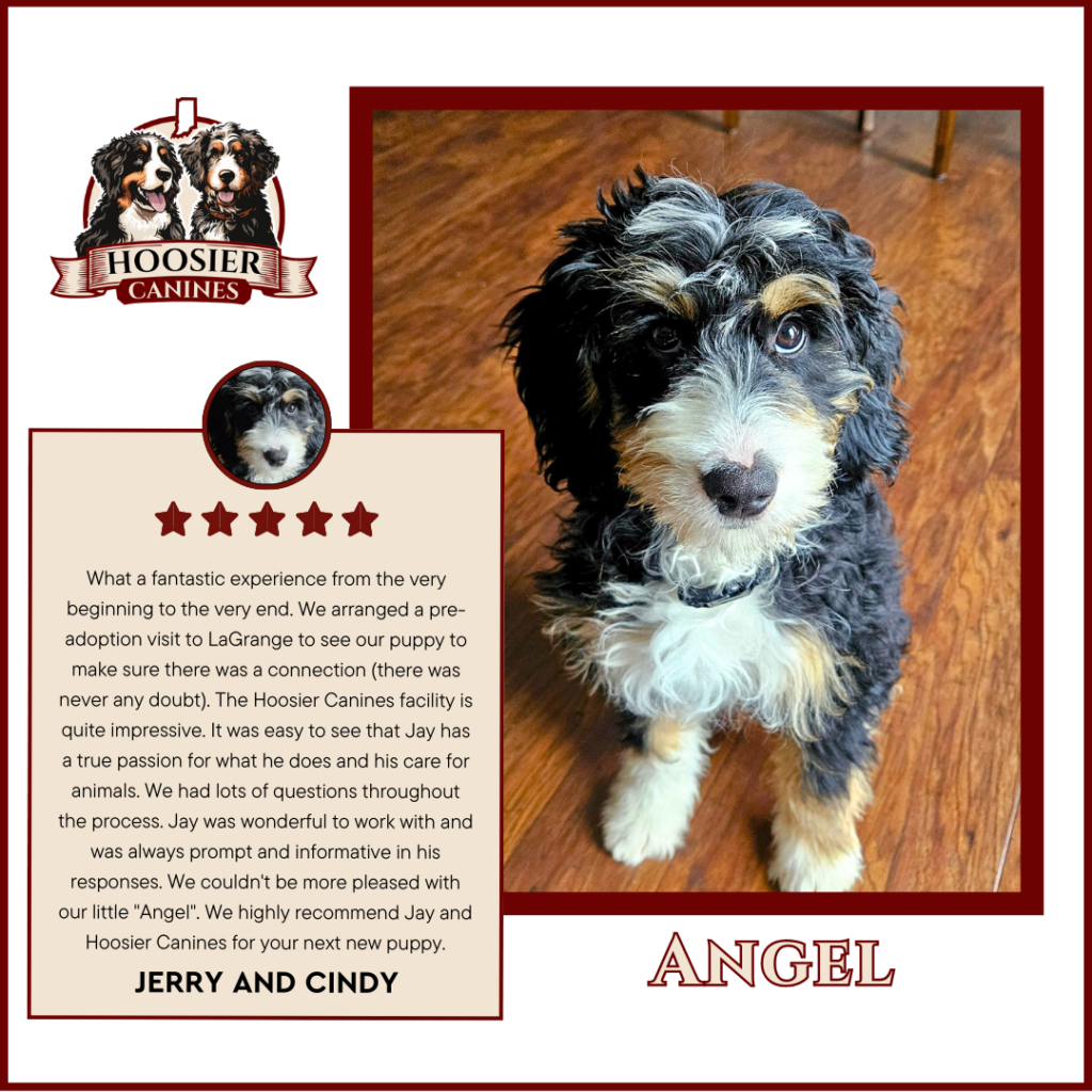 Cooper Hoosier Canines 3