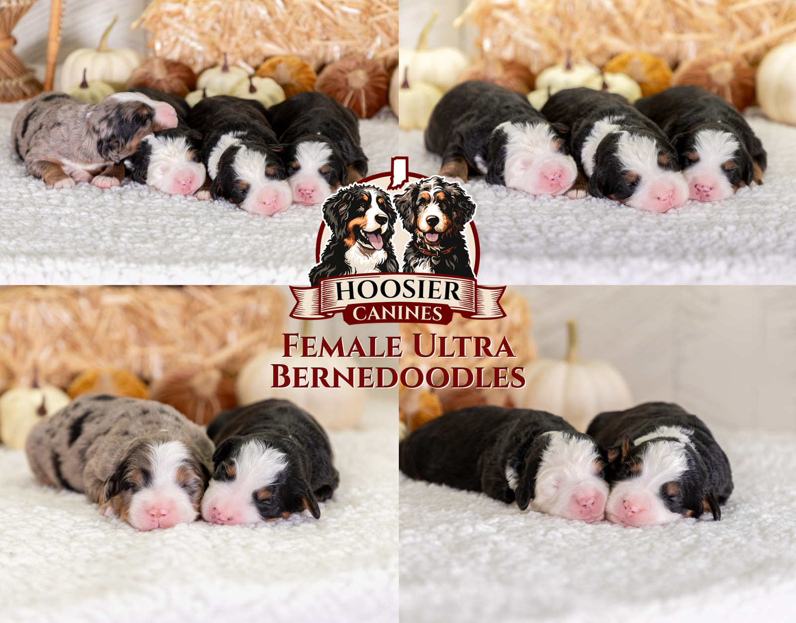 Puppy Pickup &Amp; Delivery 3 Lexi And Mr Cocoas Female Litter