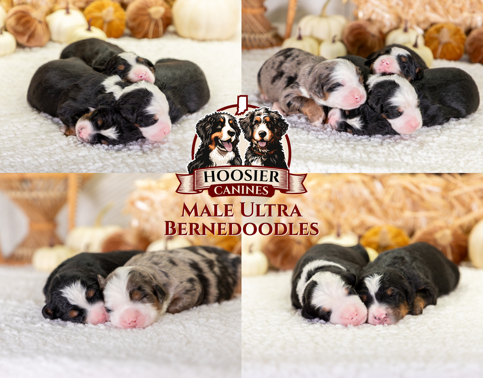 Puppy Pickup &Amp; Delivery 4 Lexi And Mr Cocoas Male Litter