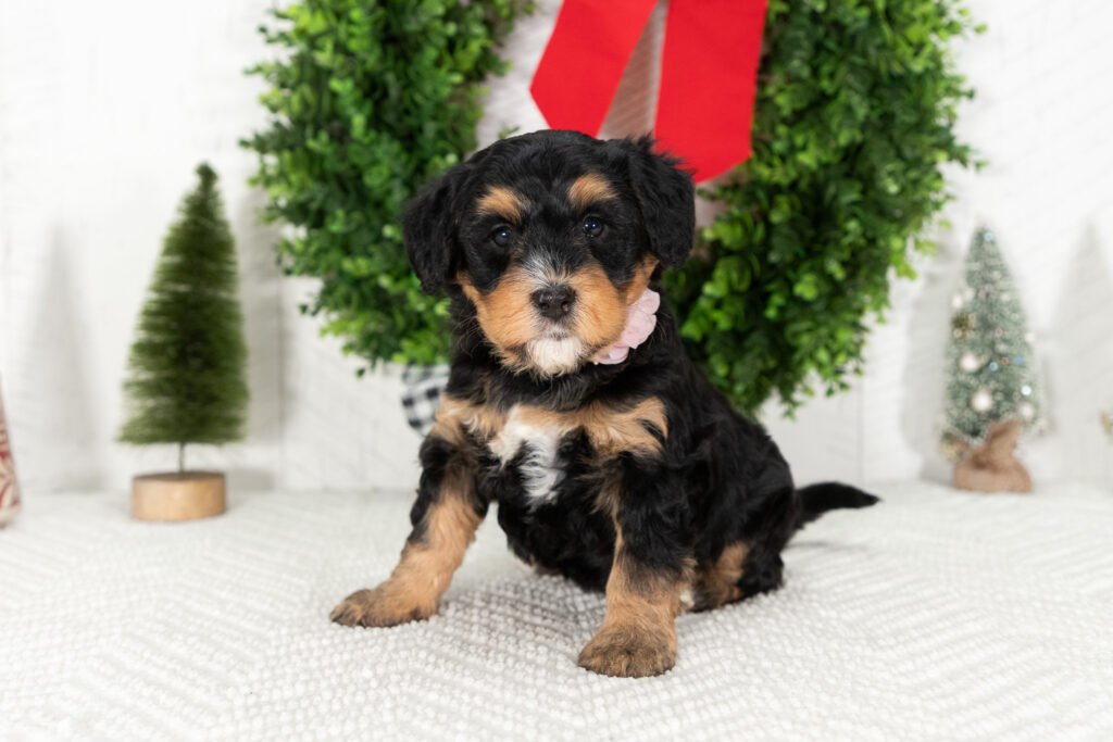 Multi Gen Mini Bernedoodle Puppy Emily 1 1