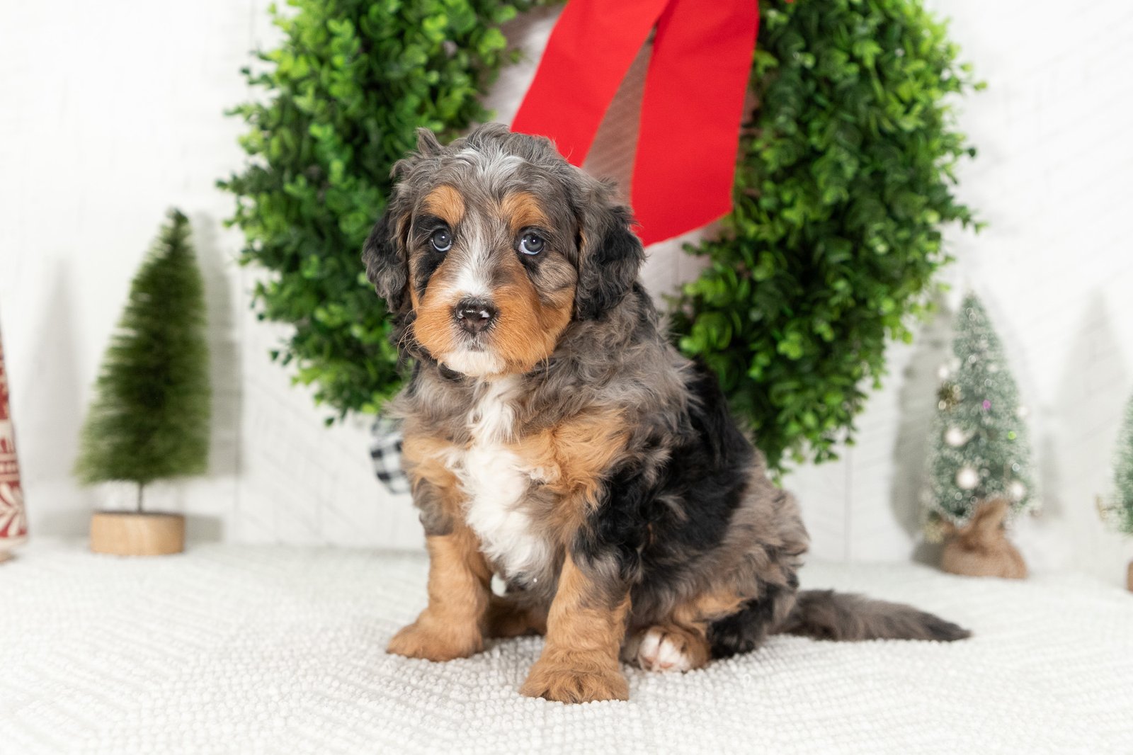 Multi Gen Mini Bernedoodle Puppy Emma 3 1