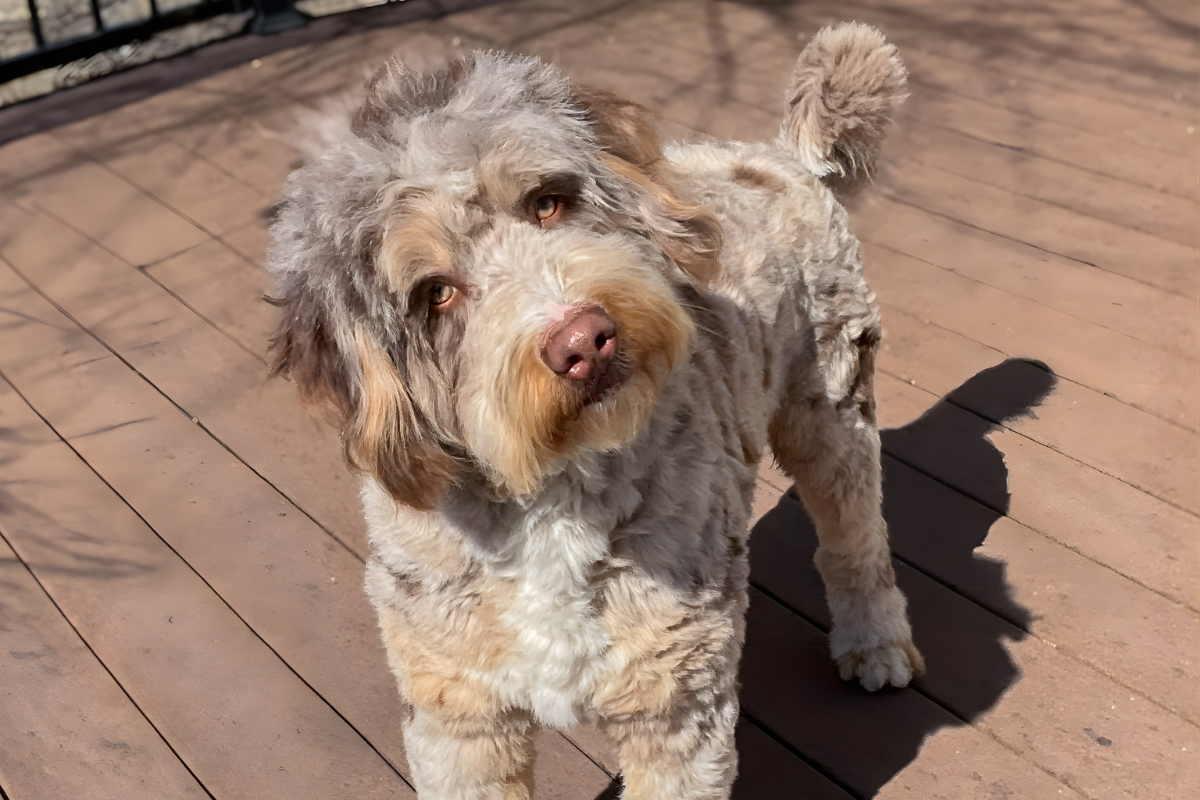 Available Bernedoodles Puppies 7 Teddy