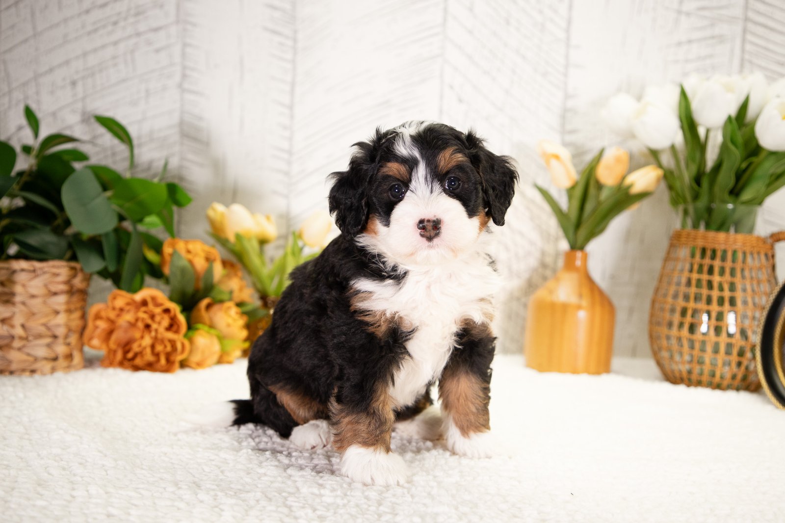 F1 Mini Bernedoodle Daisy 4