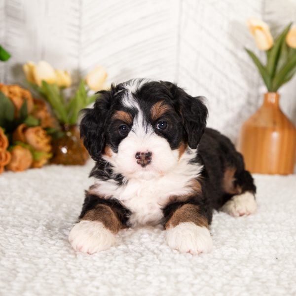 F1 Mini Bernedoodle Puppy Named Daisy, From Hoosier Canines