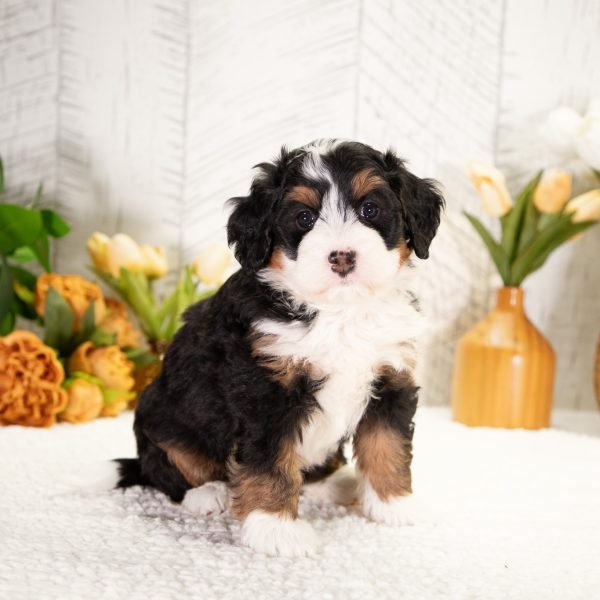 F1 Mini Bernedoodle Puppy Named Daisy, From Hoosier Canines