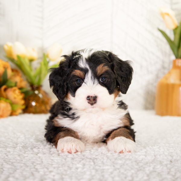 F1 Mini Bernedoodle Puppy Named Daisy, From Hoosier Canines