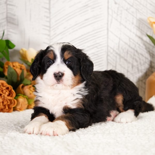 F1-Mini-Bernedoodle-Dawson-2