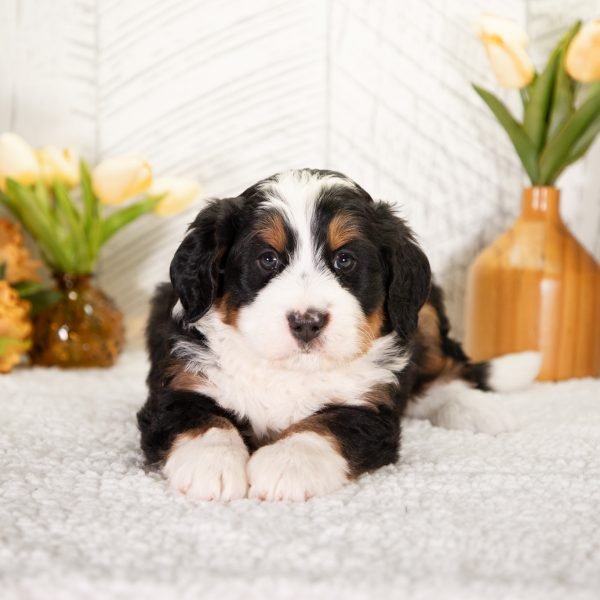 F1-Mini-Bernedoodle-Dawson