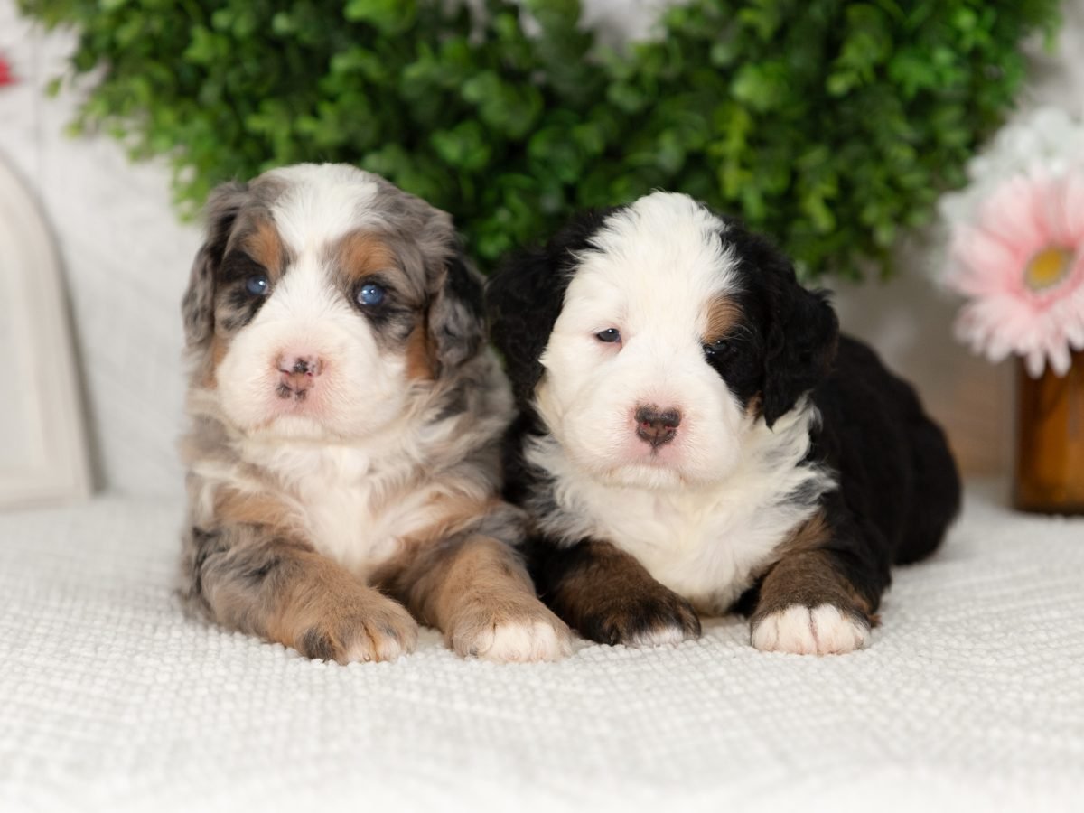 Females-Ultra-Bernedoodles-Marcy-And-Mr.cocoa-2-2
