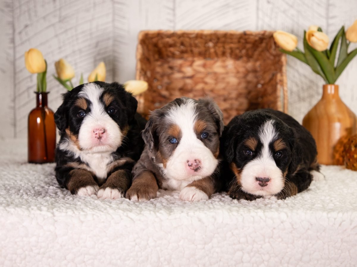Females-Ultra-Bernedoodles-Violet-And-Teddy-1