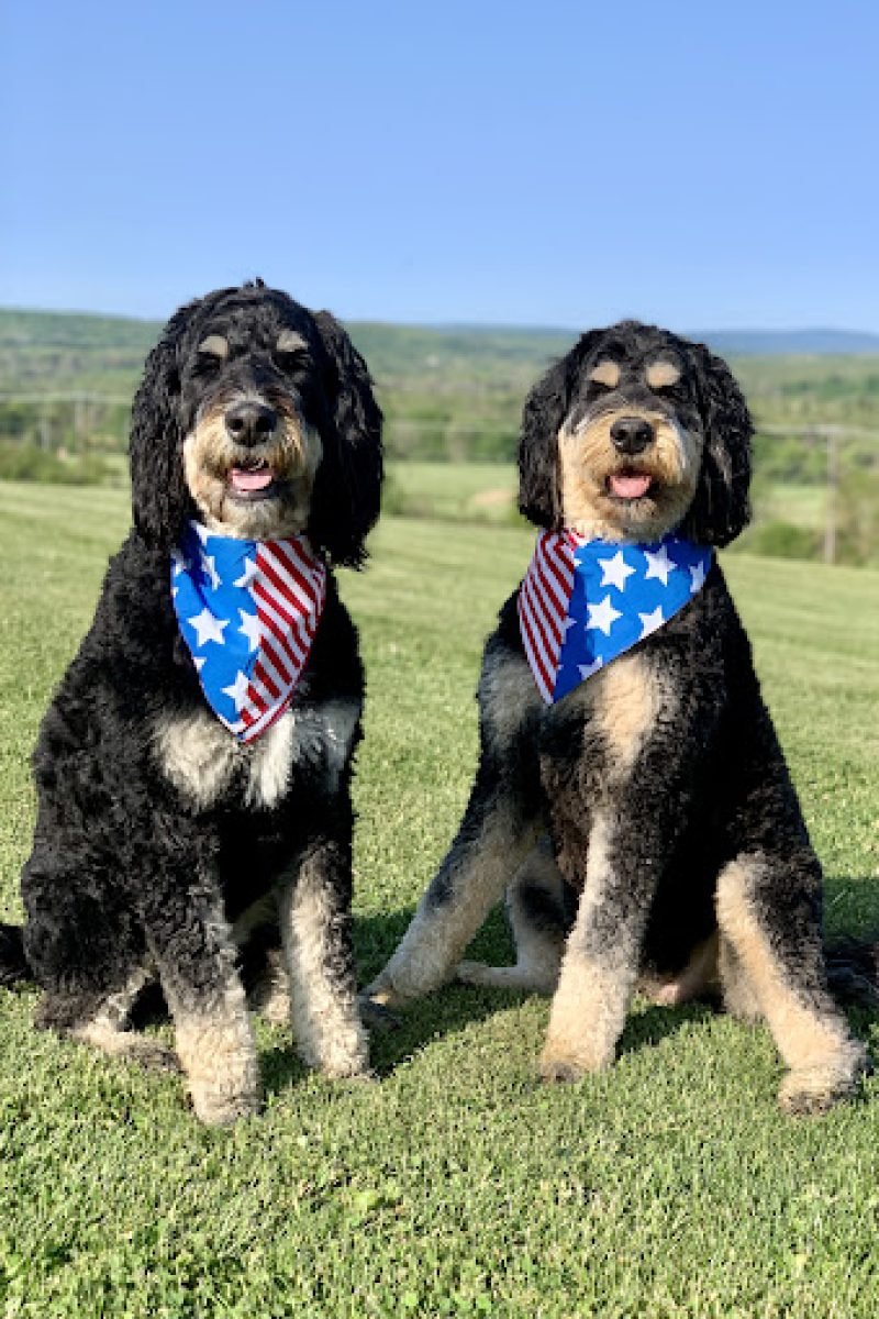 Phantom Bernedoodles