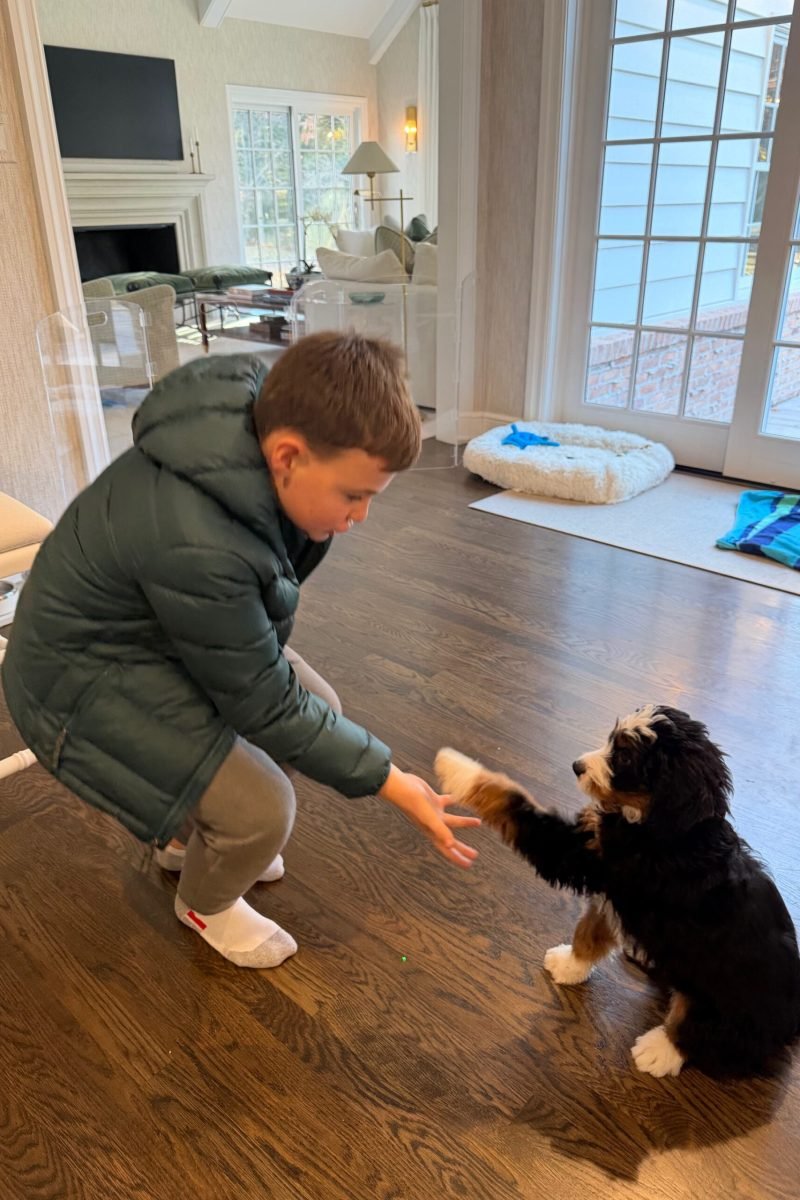 Boy Training A Mini Bernedoodle